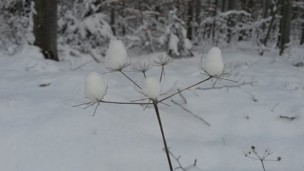 Herzliche Einladung zum Wintercafé